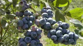 Los arándanos podrían frenar el desarrollo de la grasa corporal