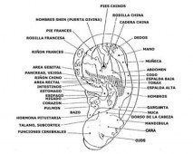 Auriculoterapia para adelgazar
