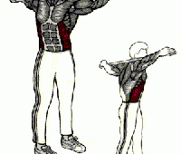 Ejercicios abdominales laterales superiores