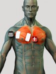 Como colocar los electrodos en Pectorales