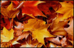 20060930221605-otono2-copy.gif