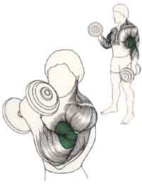 Ejercicio para Biceps Curl